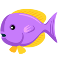 🐠 palyaço balığı
