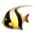 🐠 palyaço balığı