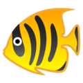 🐠 pesce pagliaccio