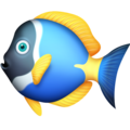 🐠 pesce pagliaccio