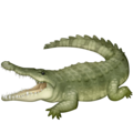 🐊 Crocodile