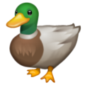 🦆 Duck in whatsapp