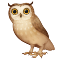 🦉 Owl in facebook