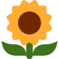 🌻 Sunflower in twitter