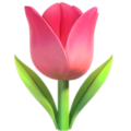 🌷 Tulipano
