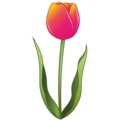 🌷 Tulipa