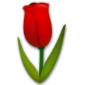 🌷 Tulipa