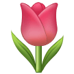 🌷 Tulip in samsung
