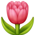 🌷 Tulipe