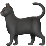 🐈‍⬛ Gatto nero