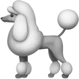 🐩 Un caniche