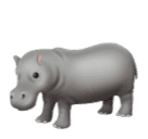 🦛 Hippopotamus
