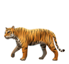 🐅 Ein Tiger