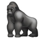 🦍 Un gorilla