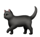 🐈‍⬛ Gatto nero