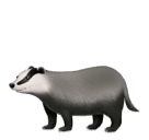 🦡 Blaireau